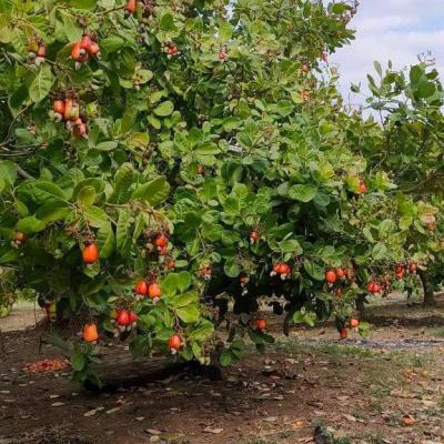 Cashew nuts farm